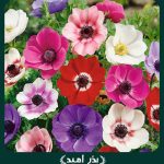 بذر گل شقایق نعمانی (آنمون) پا متوسط الوان