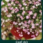 بذر گل عروس ( ژیپسوفیلا ) مخلوط