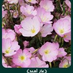 بذر گل مغربی پاکوتاه صورتی