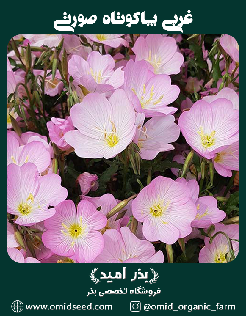غربی پاکوتاه بسیار پرگل صورتی رنگ بذر گل مغربی پاکوتاه صورتی - تصویر 1