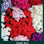 بذر گل فلوکس پاکوتاه الوان