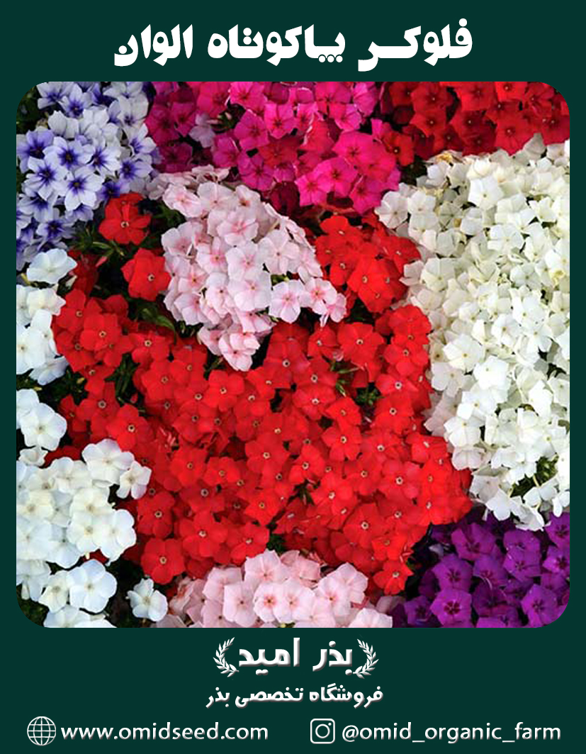 فلوکس پاکوتاه الوان بذر گل فلوکس پاکوتاه الوان - تصویر 1
