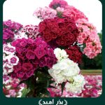بذر گل قرنفل پاکوتاه الوان