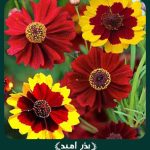 بذر گل كورئوپسيس (اشرفی) پابلند الوان