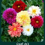 بذر گل كوكب يكساله (بذری) پامتوسط الوان گلدانی