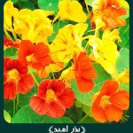 بذر گل لادن پاکوتاه الوان
