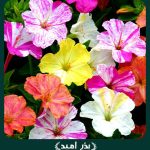 بذر گل لاله عباسی ابلق پامتوسط الوان