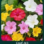 بذر گل لاله عباسی پابلند الوان