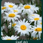 بذر گل مارگريت پابلند گل درشت سفید