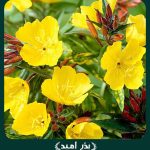 بذر گل مغربی پابلند زرد