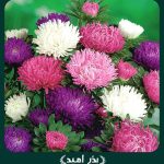 بذر گل مينا پابلند پرپر الوان (شاخه بریده)