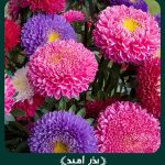بذر گل مينا پاکوتاه پرپر الوان گلدانی