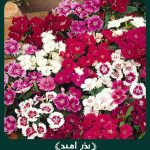 بذر گل میخک (میخک باغی) متوسط الوان