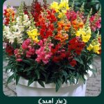 بذر گل ميمون پاکوتاه الوان گلدانی