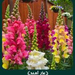 بذر گل میمون پابلند الوان