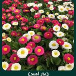 بذر گل مینا چمنی پاکوتاه گل درشت مخلوط