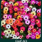 بذر گل ناز فرانسوی پاکوتاه الوان