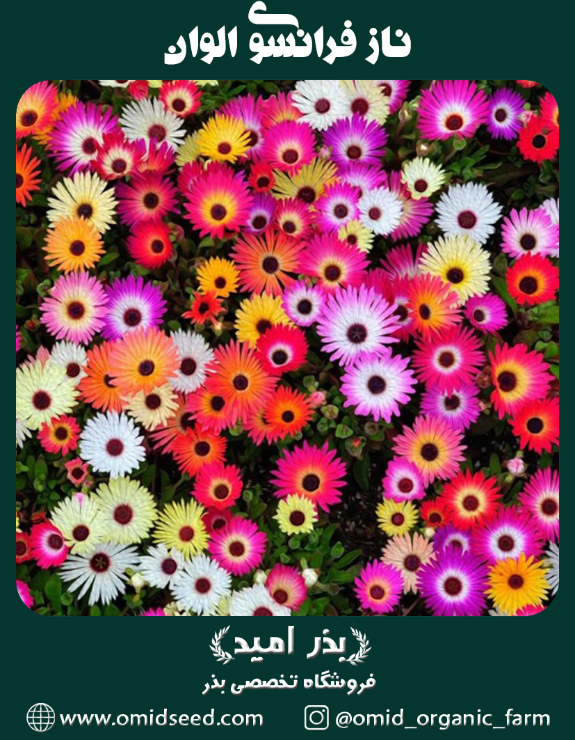 ناز فرانسوی الوان بذر گل ناز فرانسوی پاکوتاه الوان - تصویر 1