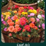 بذر گل نازآفتابی پرپر الوان گلدانی