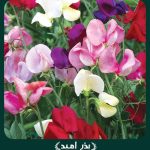 بذر گل نخودی پامتوسط الوان