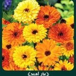 بذر گل همیشه بهار پاکوتاه پرپر مخلوط (گلدانی)