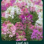 بذر گل چلچراغ (عنکبوتی) پابلند الوان