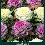 بذر گل کلم زینتی پاکوتاه مخلوط