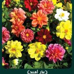 بذر گل کوکب يكساله (بذری) پابلند الوان