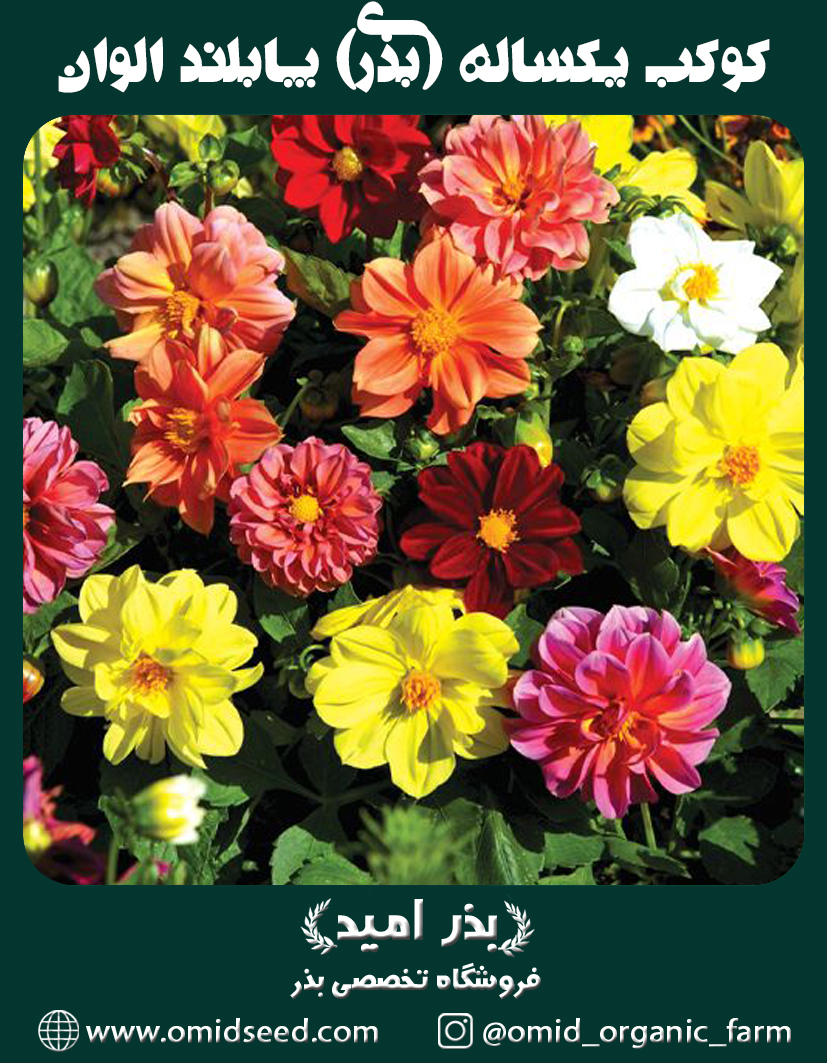 کوکب يكساله (بذری) پابلند الوان بذر گل کوکب يكساله (بذری) پابلند الوان - تصویر 1