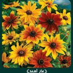 بذر گل كوكب كوهی (ردبكيا) پابلند مخلوط