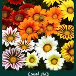 بذر گل گازانيا پاكوتاه الوان گلدانی