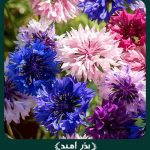بذر گل گل گندم پاکوتاه پرپر الوان
