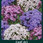 بذر گل ابري پاكوتاه الوان