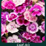 بذر گل بوقلمون (قرنفل دائمی) پاکوتاه الوان