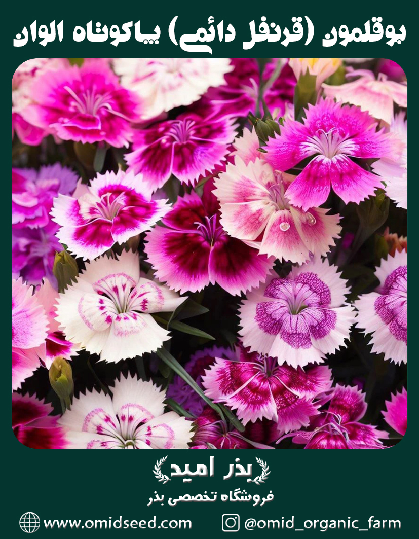بوقلمون بذر گل بوقلمون (قرنفل دائمی) پاکوتاه الوان - تصویر 1
