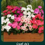 بذر گل پریوش پامتوسط پرگل مخلوط