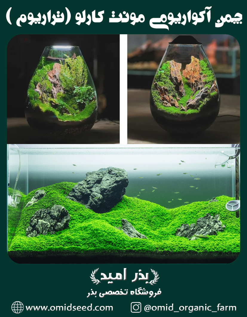 چمن مونت کارلو بذر چمن آکواریومی مونت کارلو و خاک مخصوص ( مخصوص پلنت و تراریوم و آکواریوم ) - تصویر 1