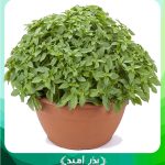 بذر ریحان یونانی ( ریحان گلدانی )