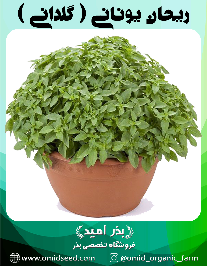 ریحان یونانی بذر ریحان یونانی ( ریحان گلدانی ) - تصویر 1