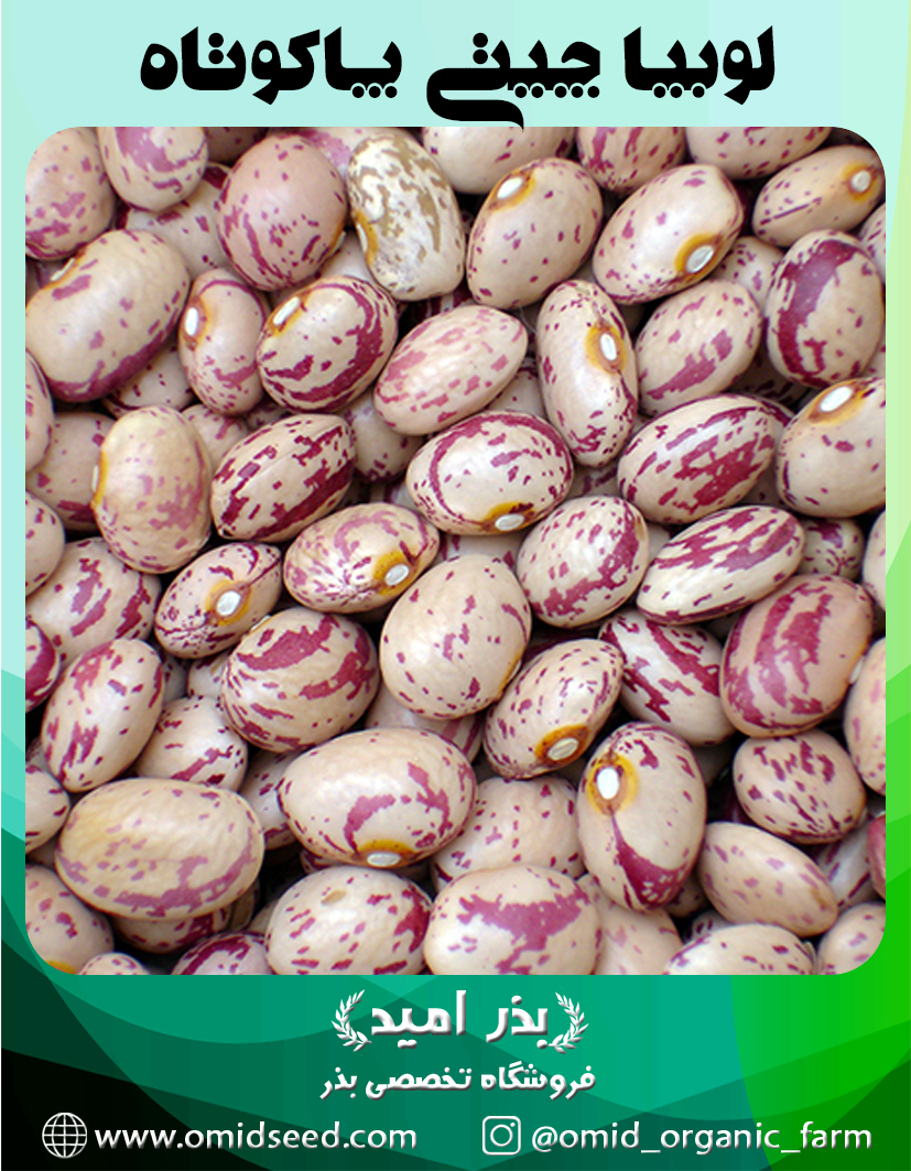 چیتی بذر لوبیا چیتی بوته ایی پا کوتاه کیلویی - تصویر 1