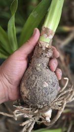 پیاز گل آماریلیس پروانه ایی - تصویر 2